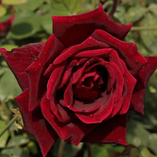 Papa Meilland® Stromkové ruže s kvetmi čajohybridov